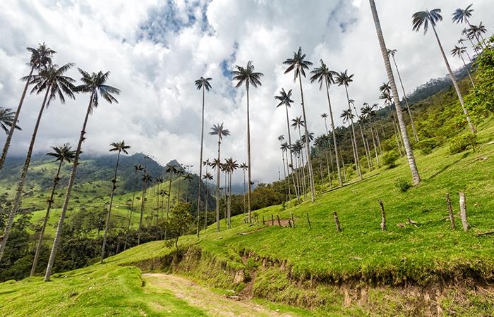 Valle del Cocora
