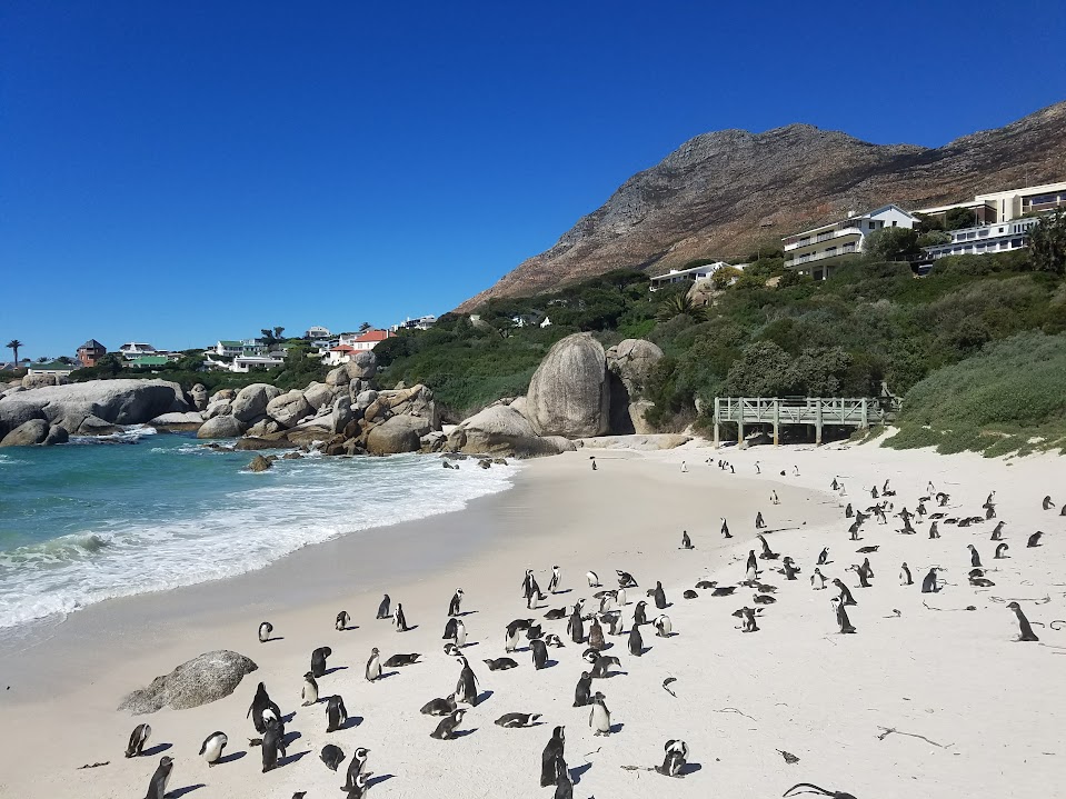 Penguins on a beach in Simon's Town