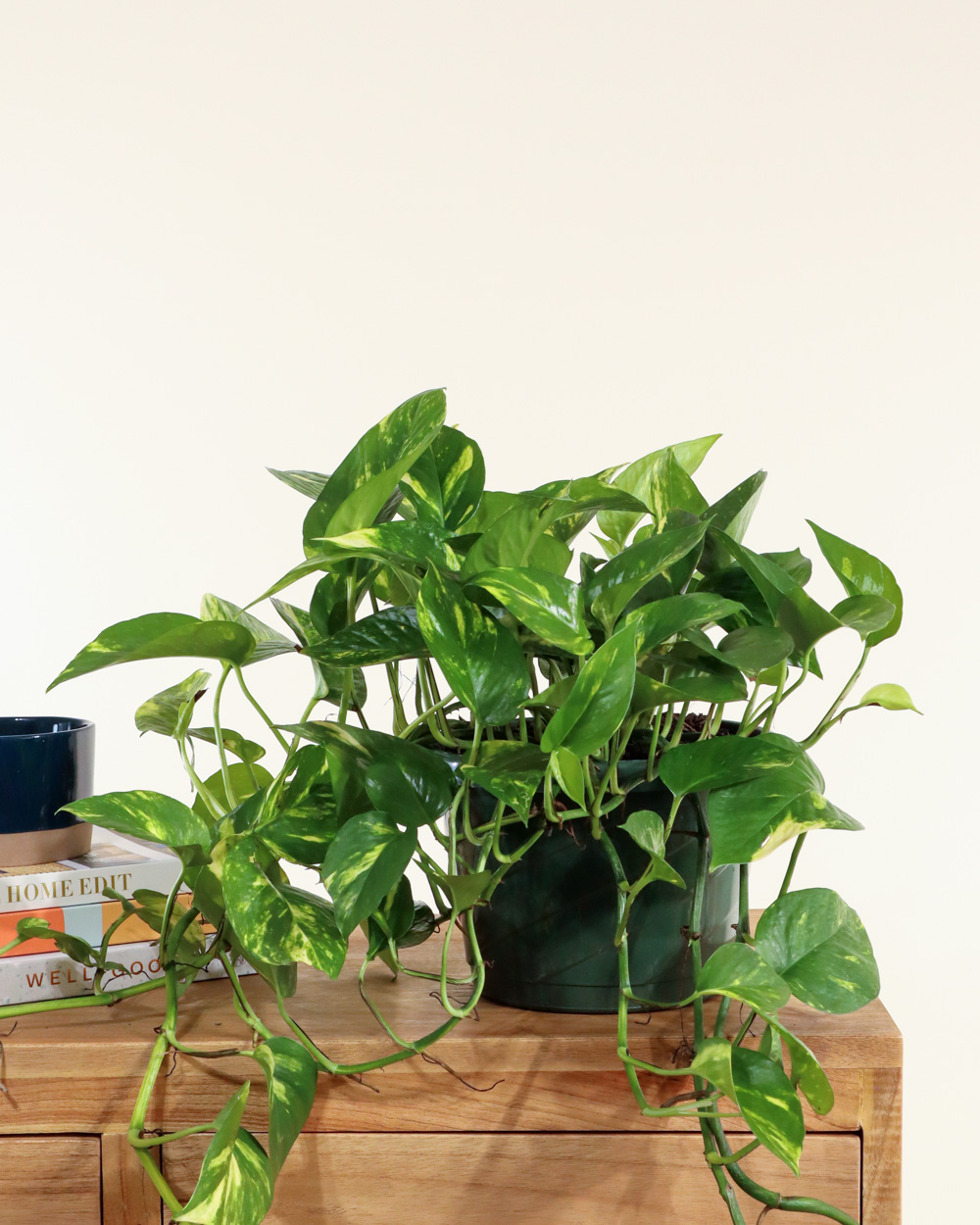 Golden Pothos plant on table