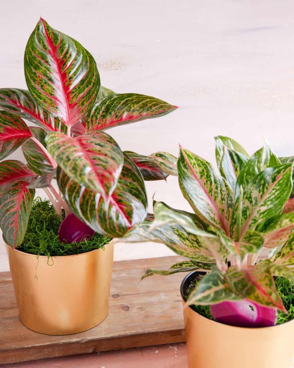 2 Chinese evergreen plants in gold pots