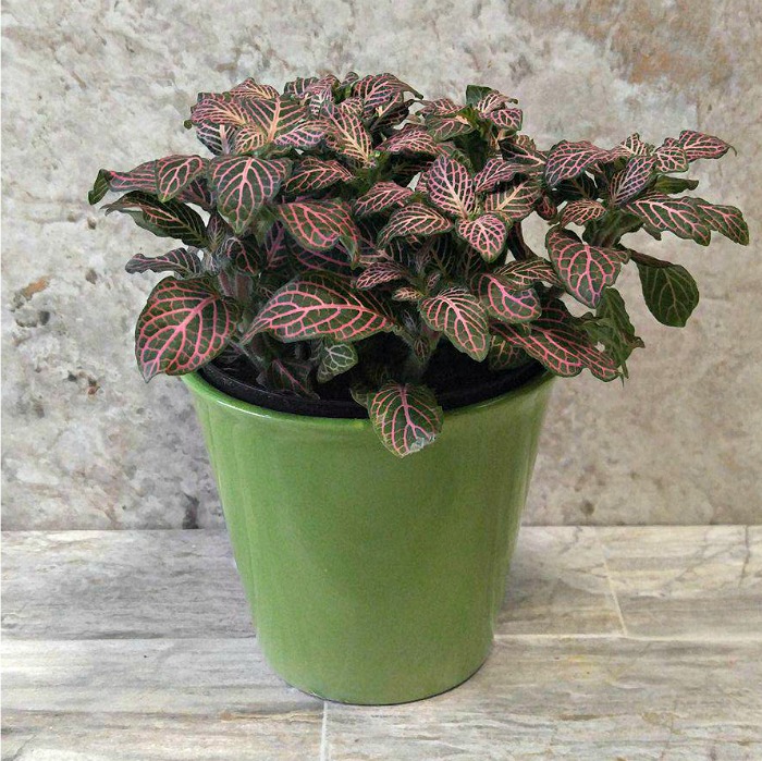 Nerve plant in green pot