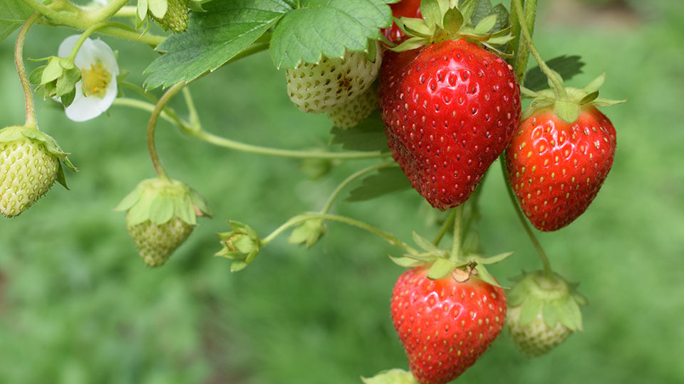 Strawberry on hanging branch with a flower