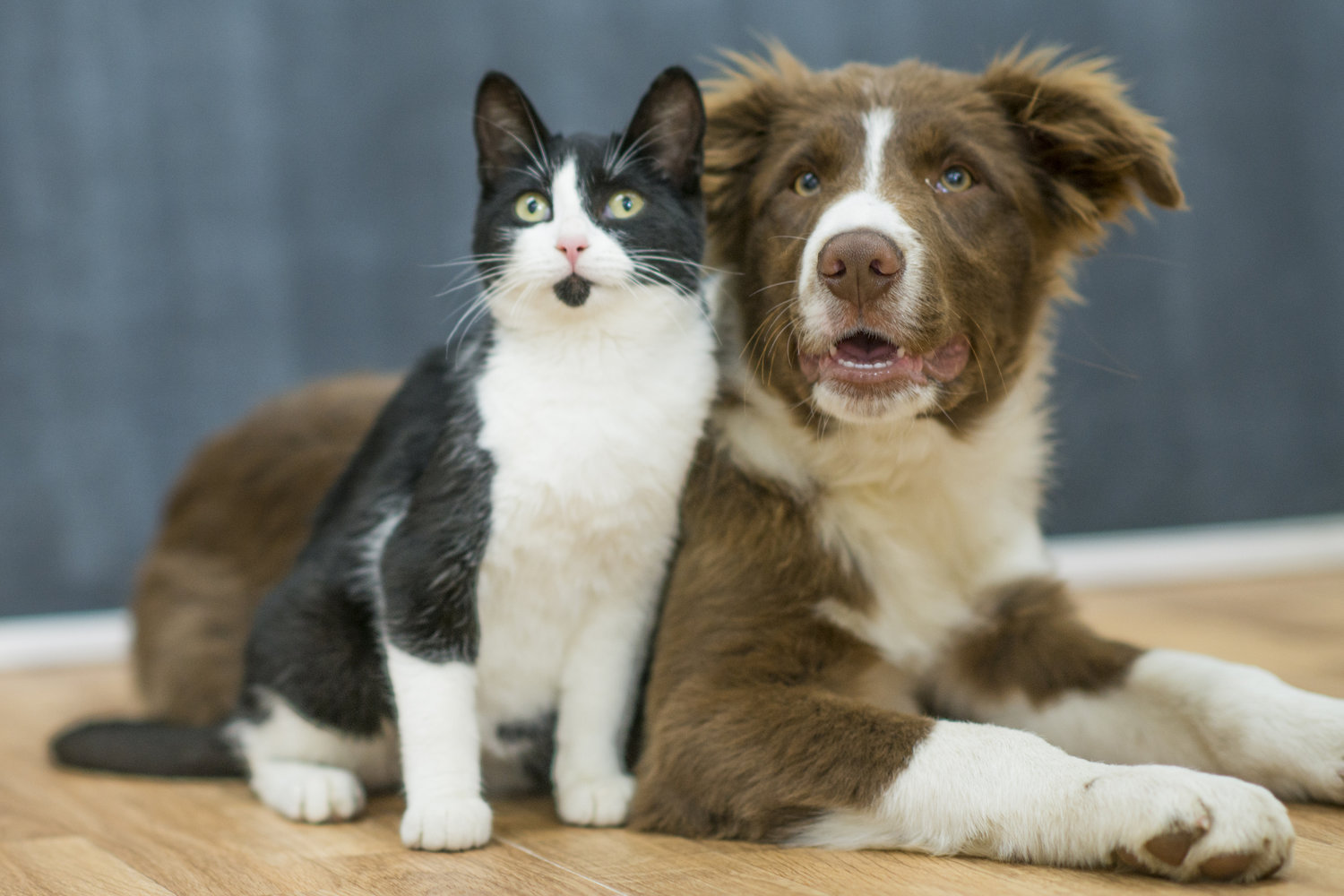 cat next to dog image