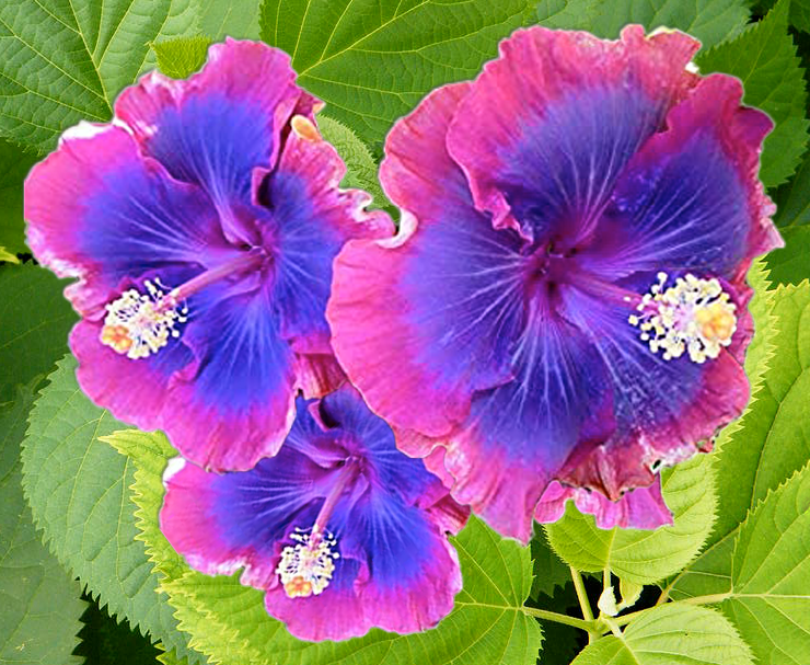 Pink and Blue Hibiscus Flowers