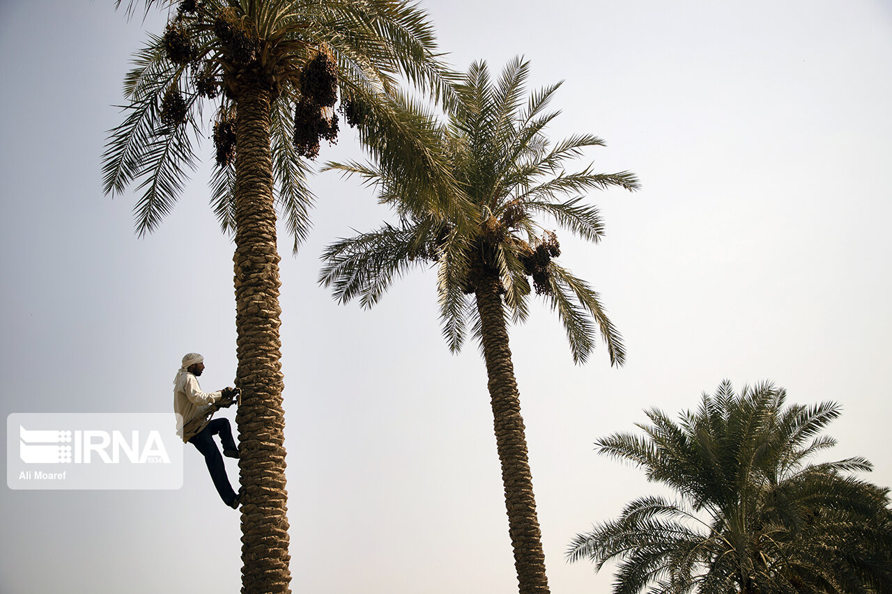 date palm