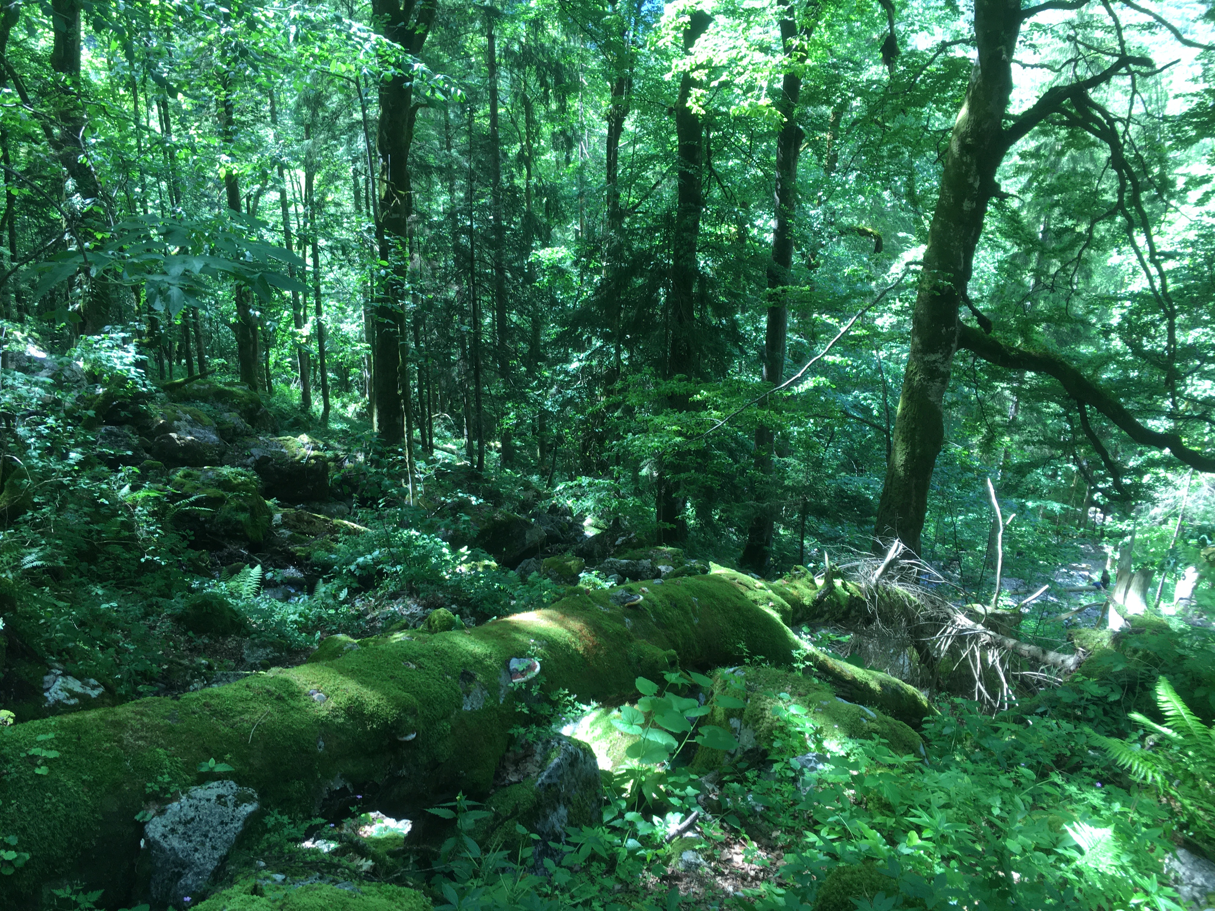 In the fairytail forest