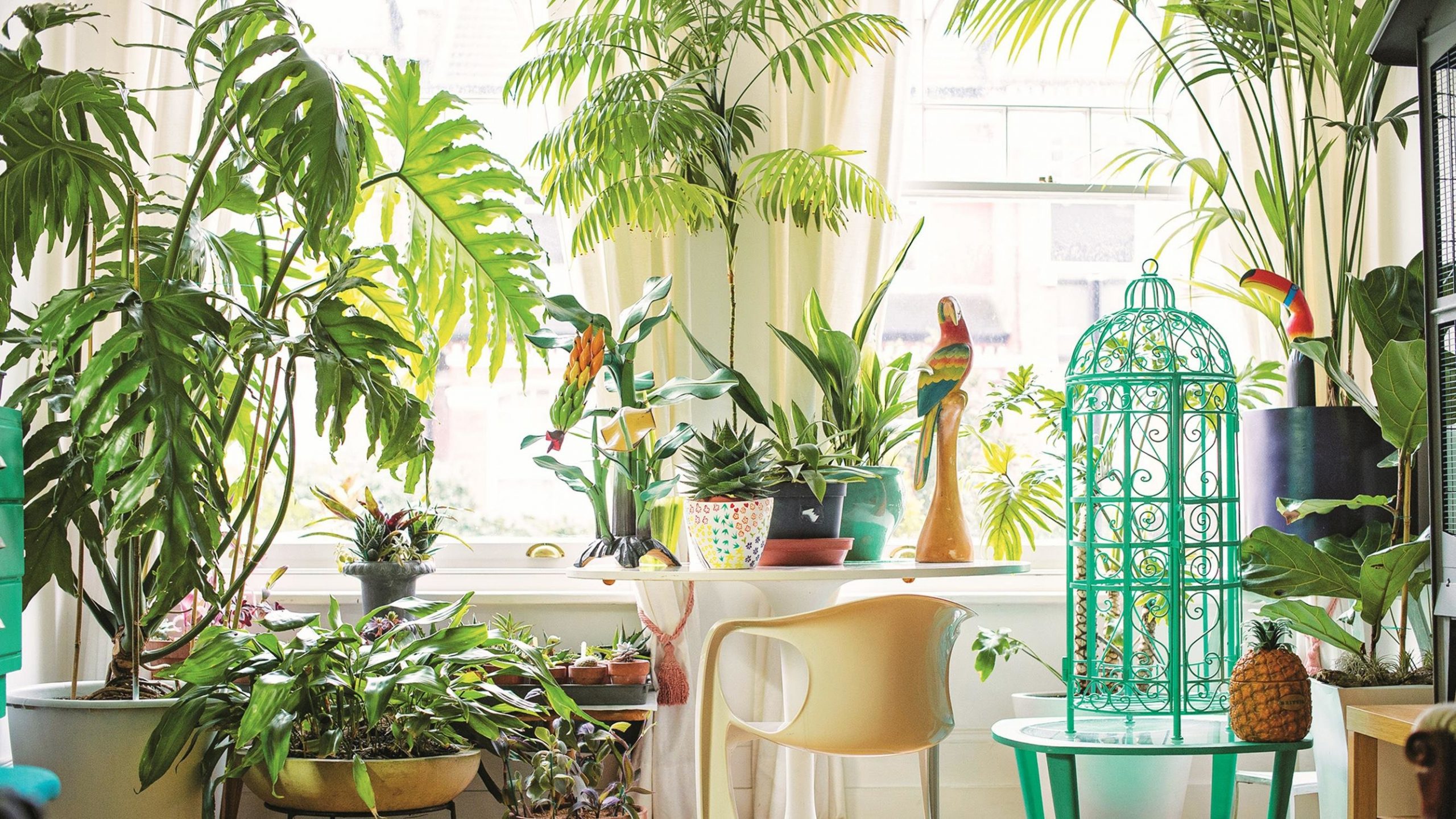 Plants in Sunroom