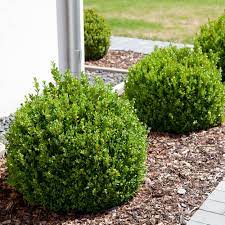 Circular Boxwood by house