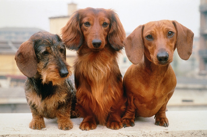 dachshund-breed
