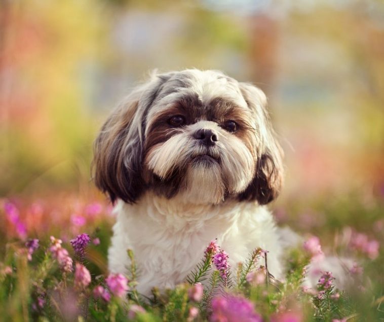 flower_Shihtzu