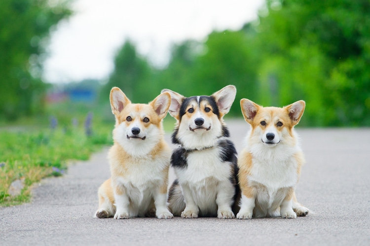 Three Corgis