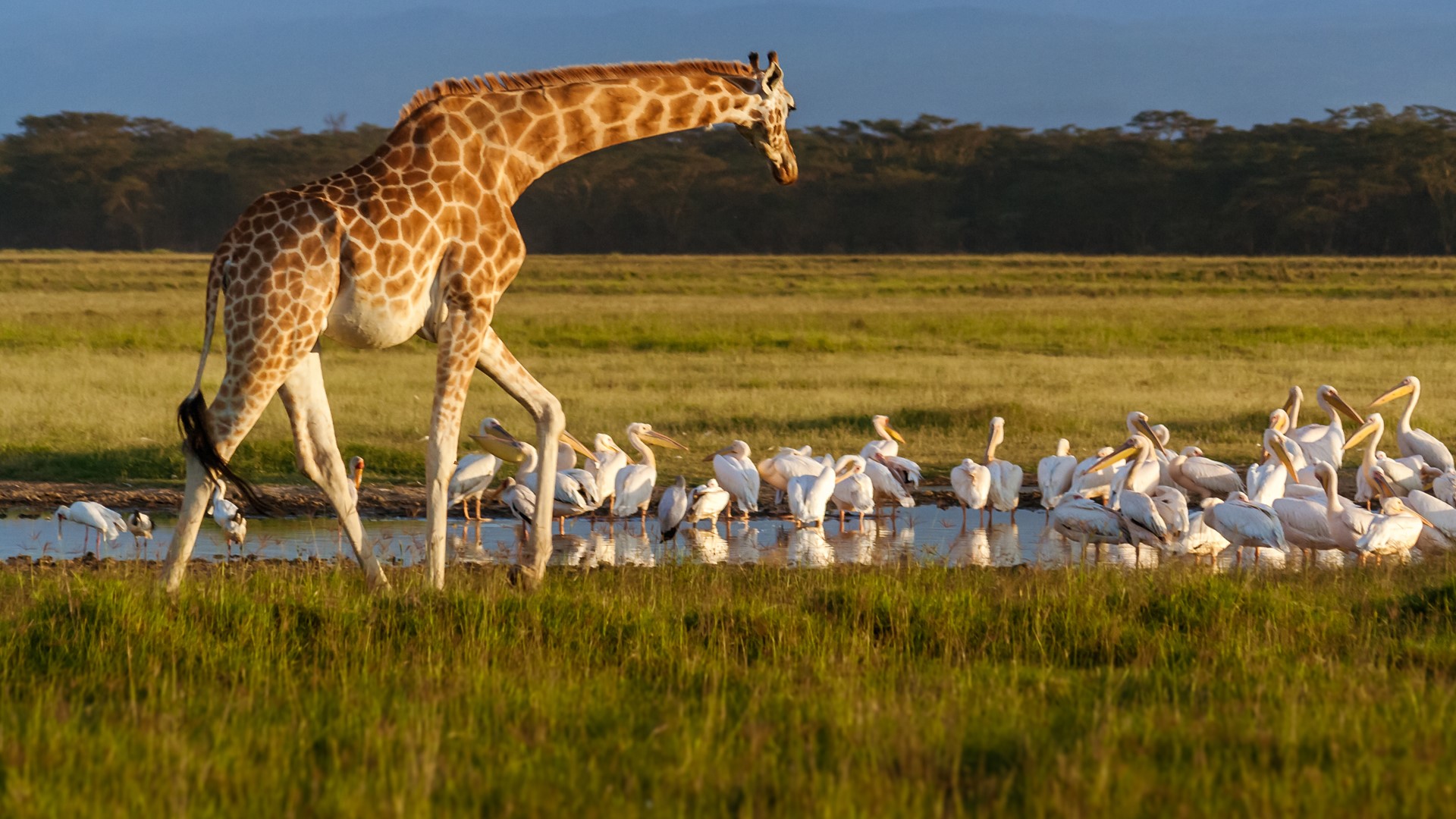 Lake Nakuru National Park, Kenya