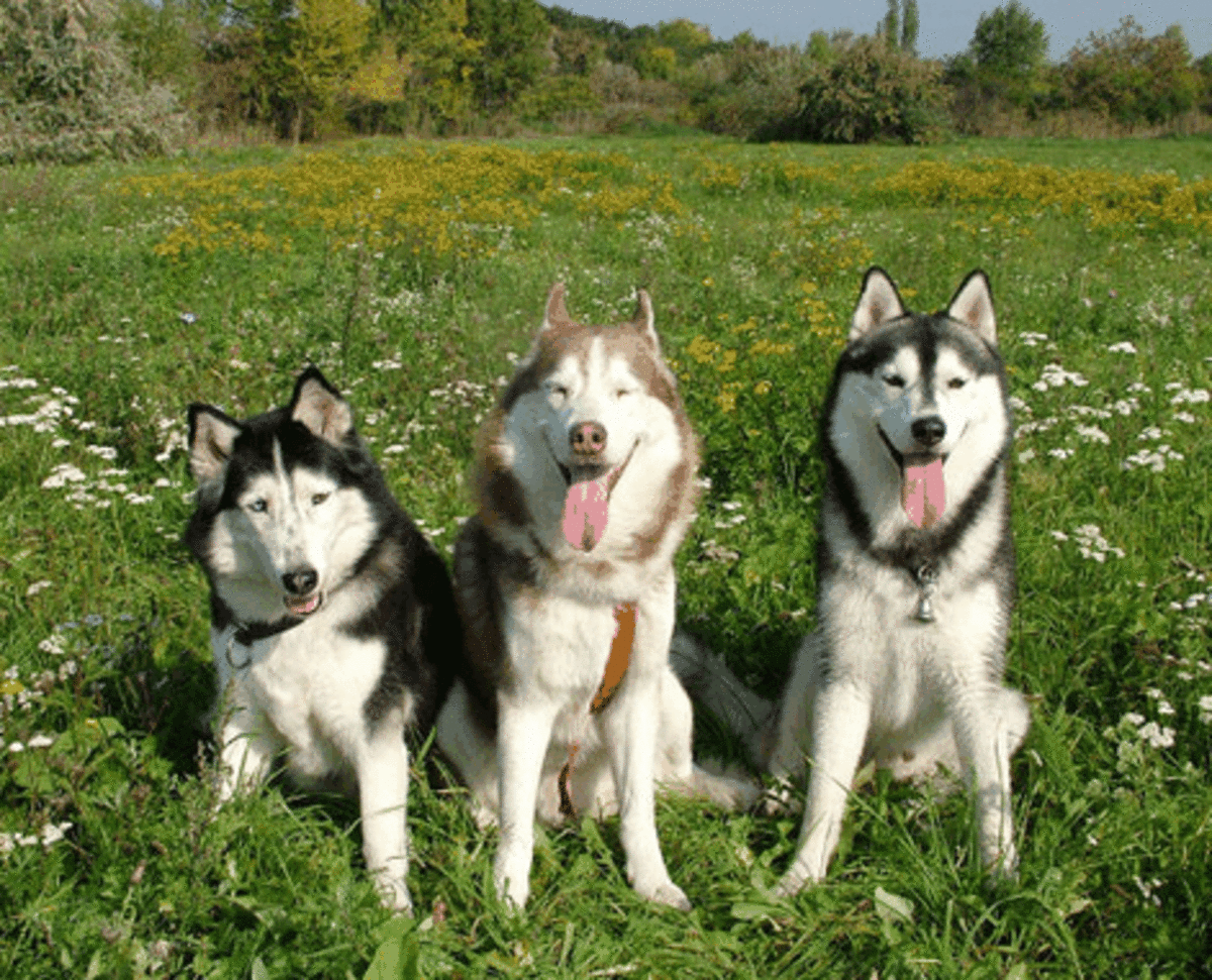 Picture of Siberian Huskies with various fur colors.