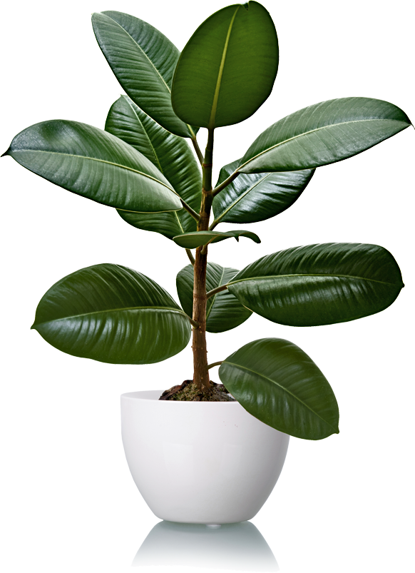 The Rubber Tree