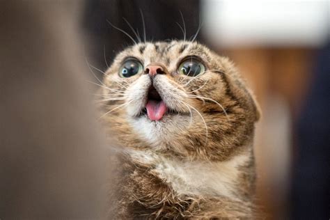 Silly Cat with Tongue Sticking Out