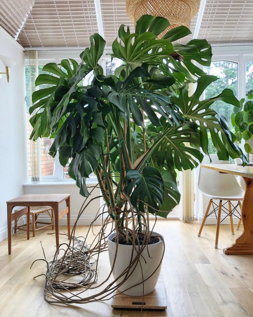 Monstera plant