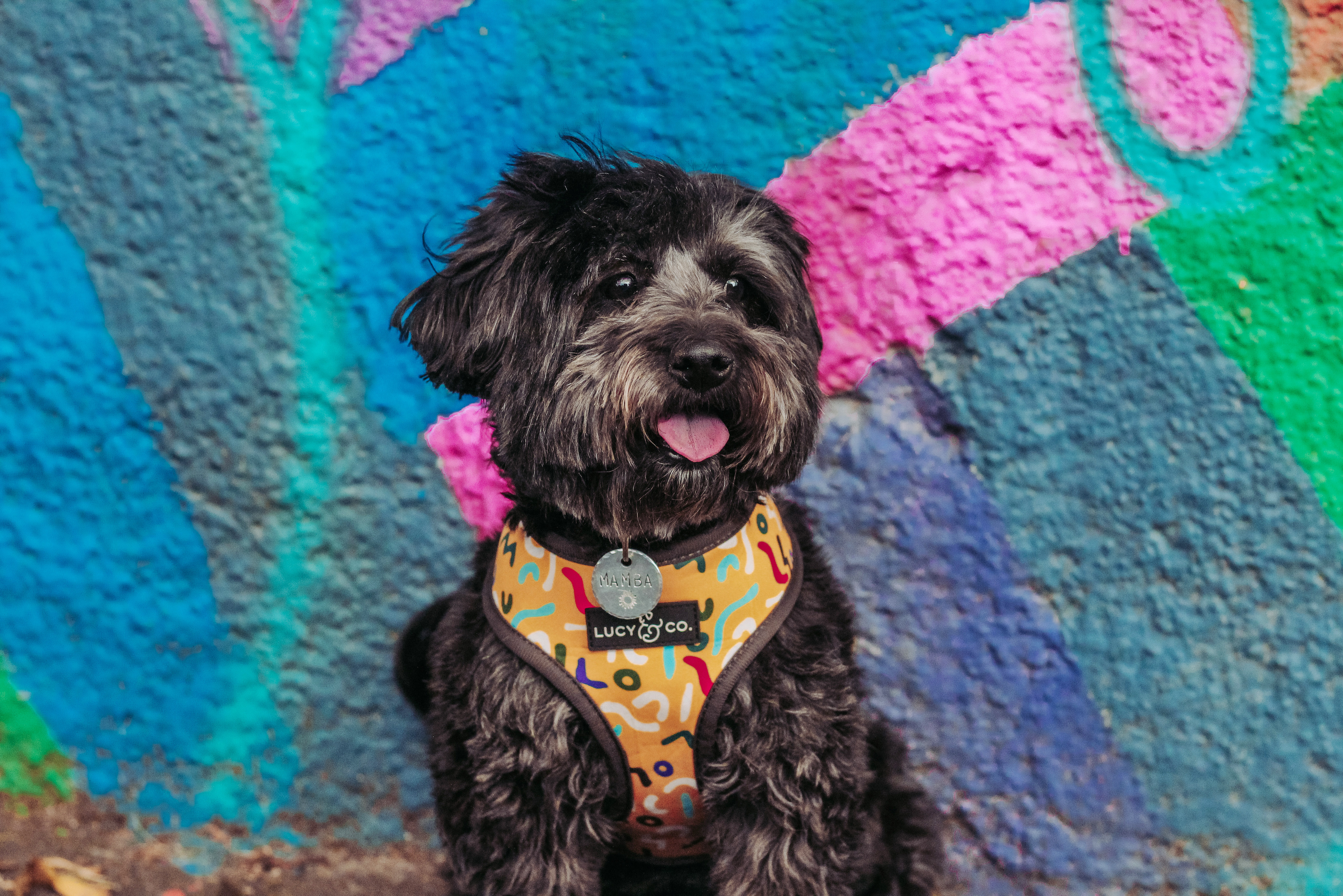 a black dog called mamba