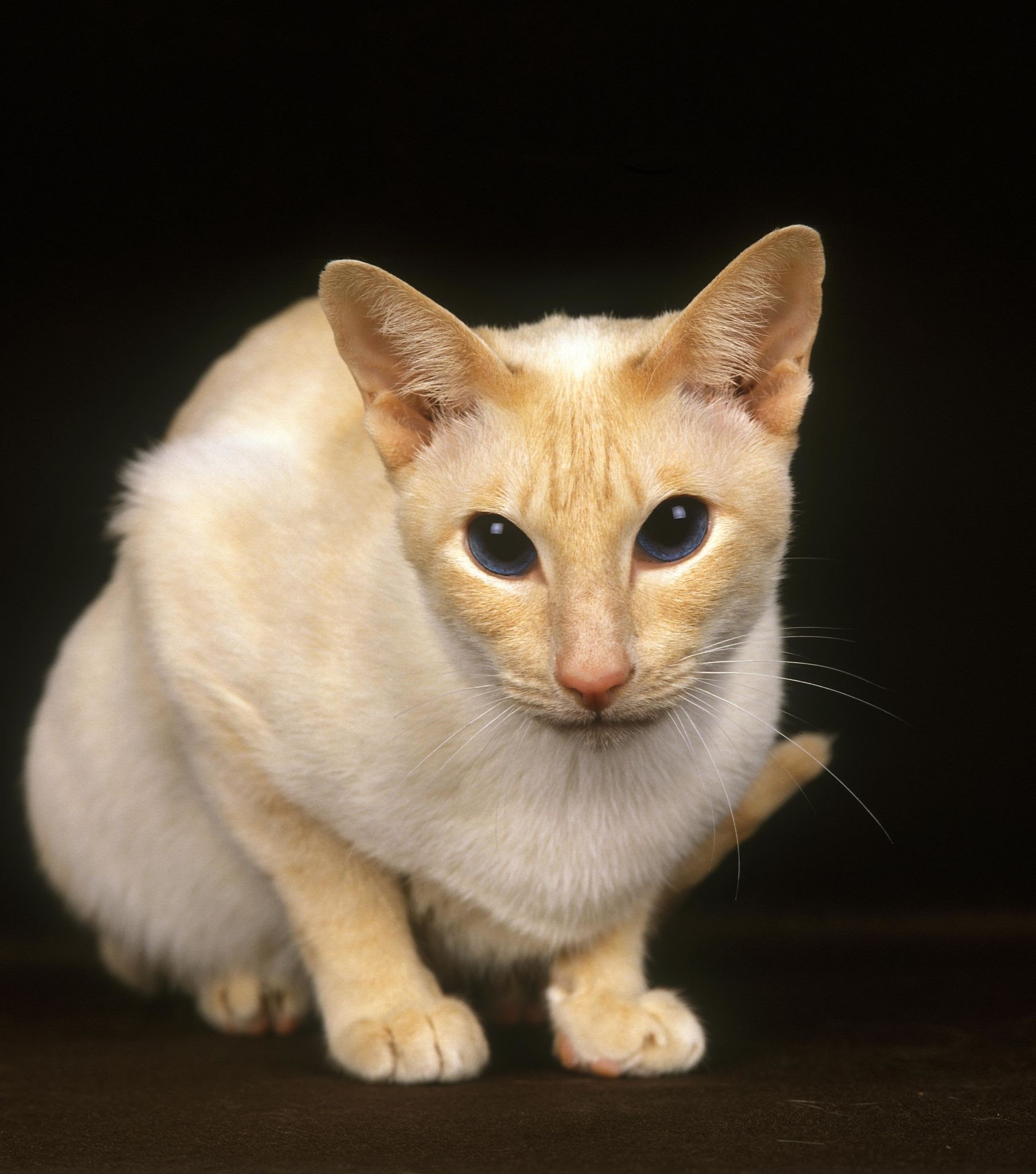 Fire Point Siamese