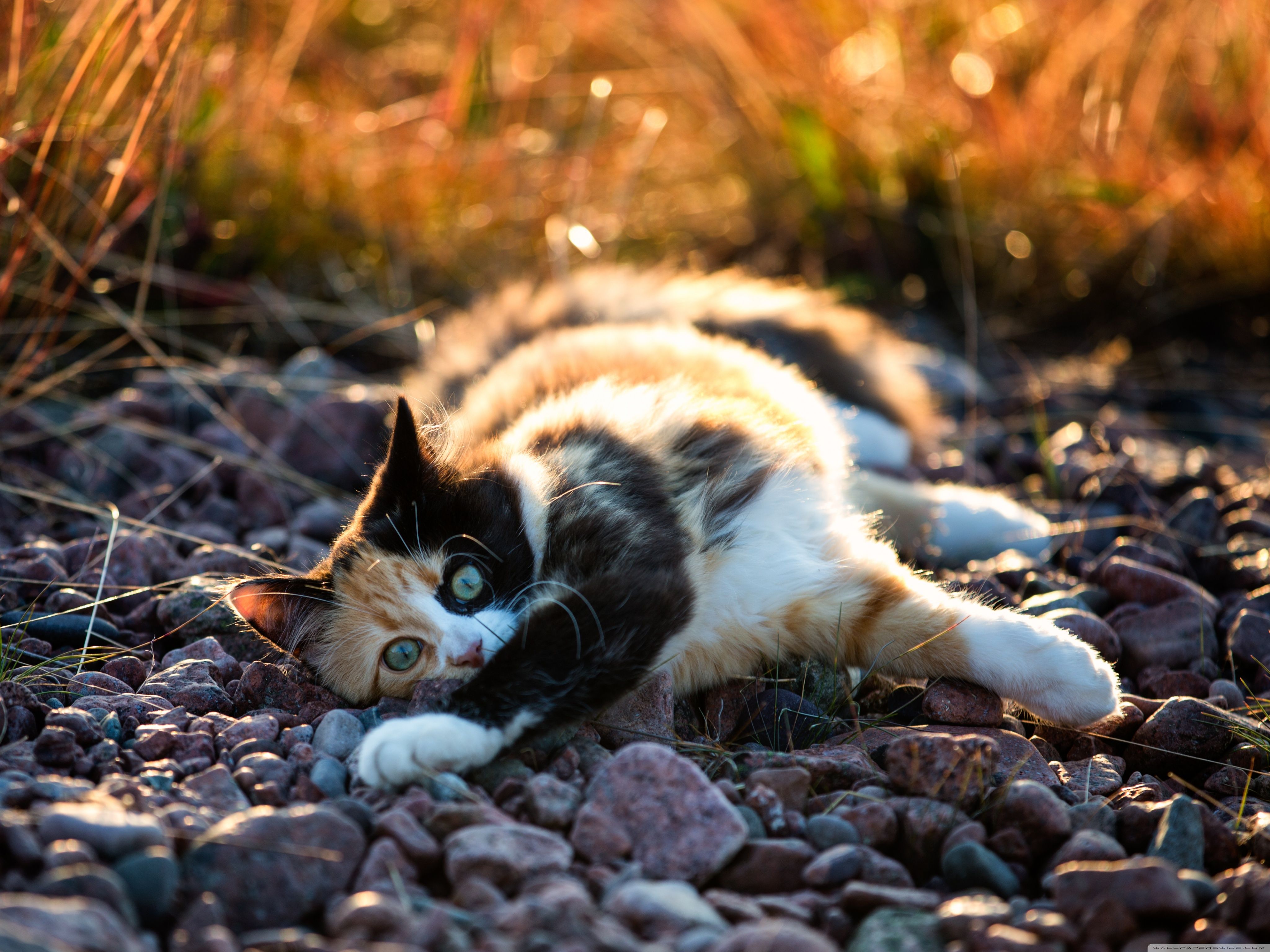 Calico Cat