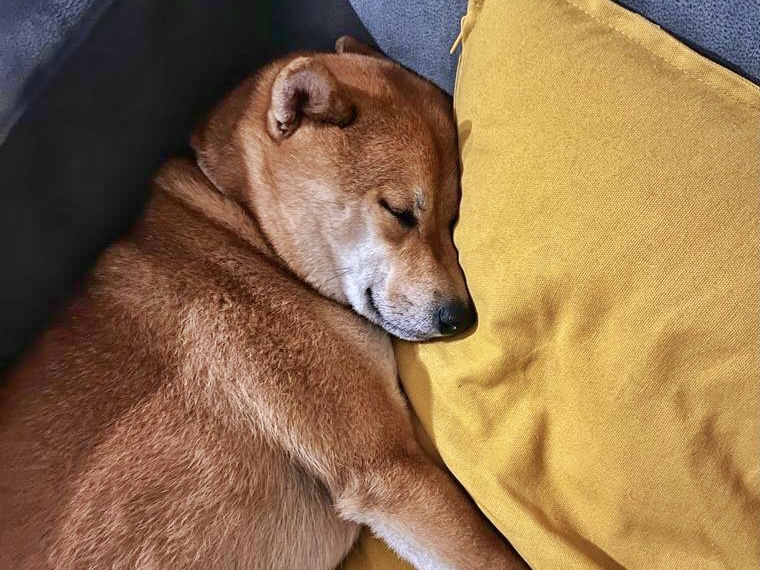 Shiba inu photo