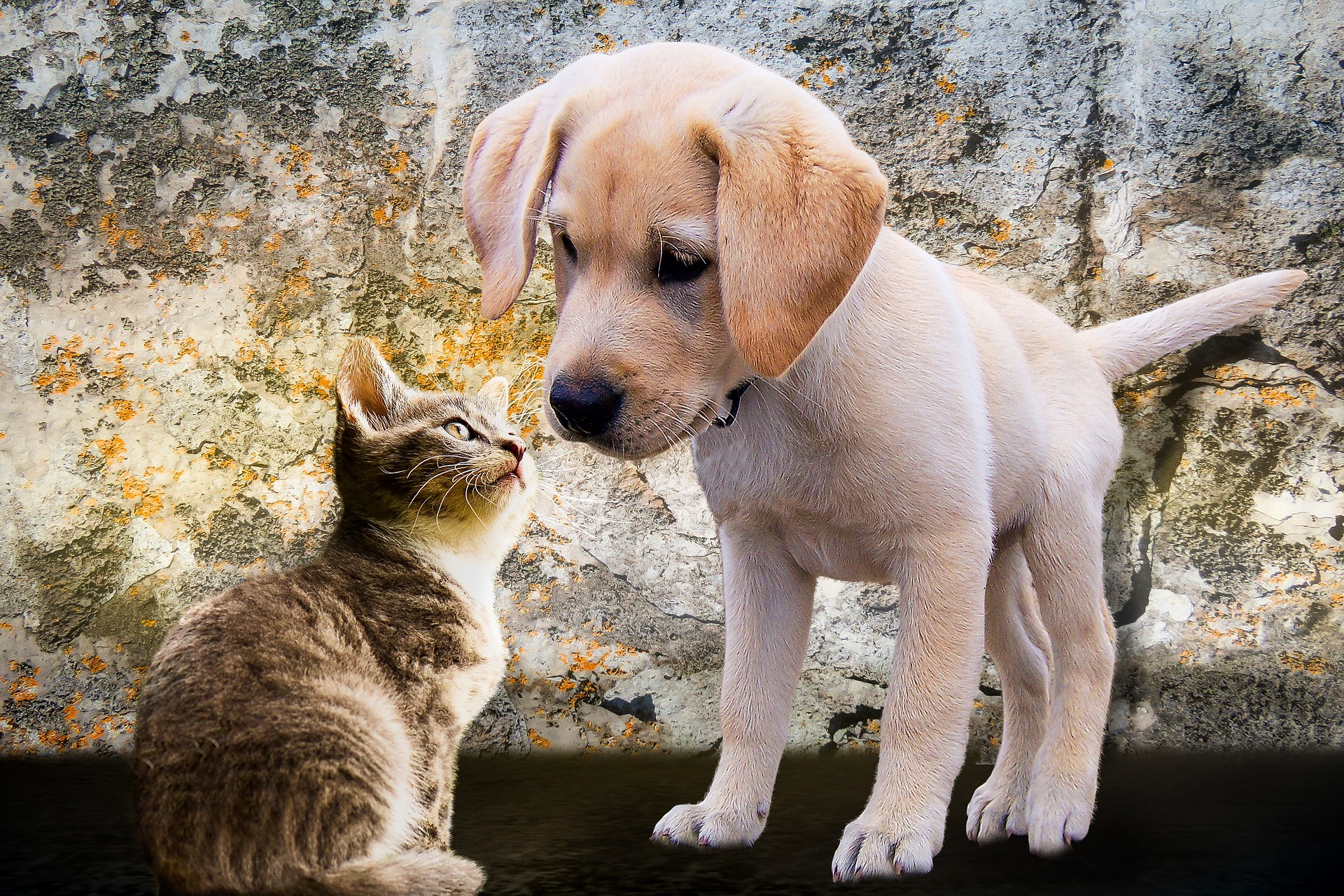 dog and cat meet