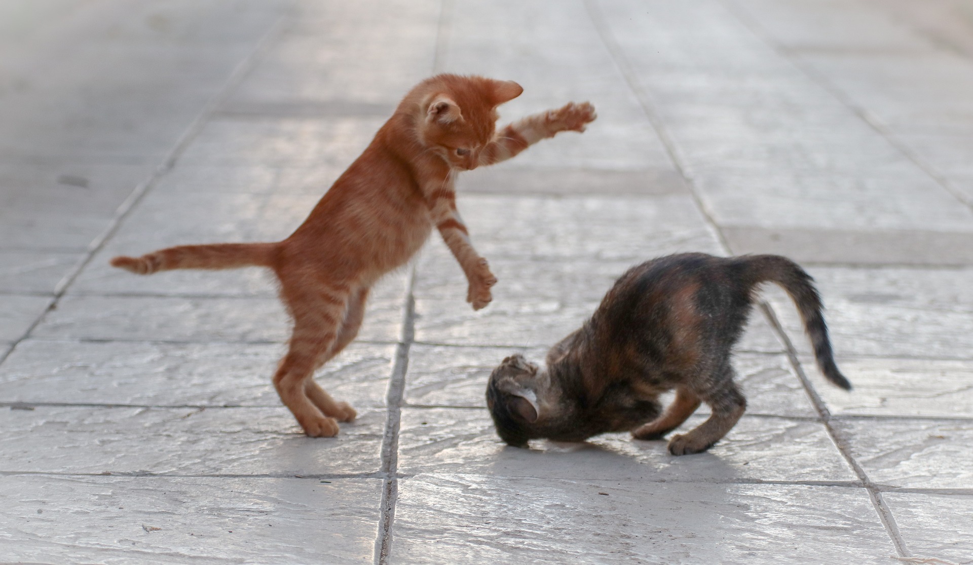 playing young cats