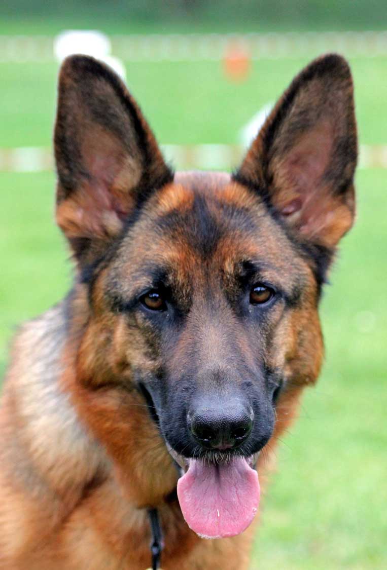 German Shepherd
