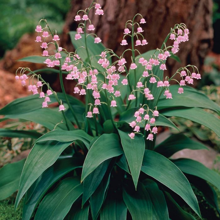 pink flower