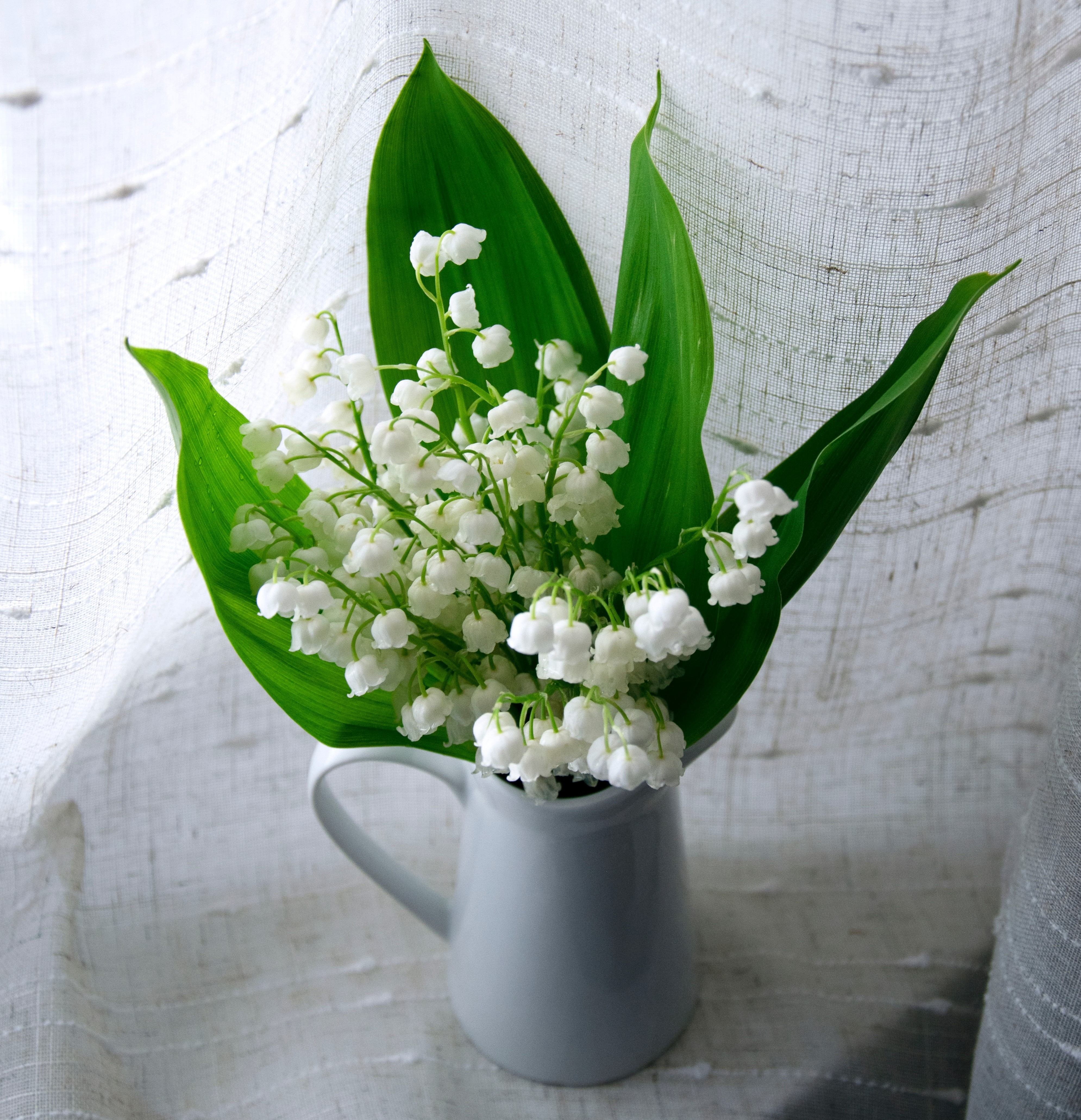 flower in vase