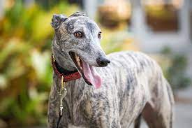 Brindle Greyhound