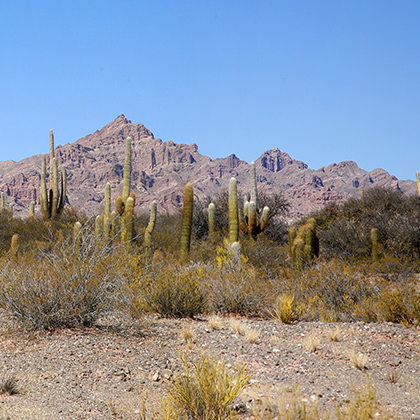 Parque Nacional Los Cardones