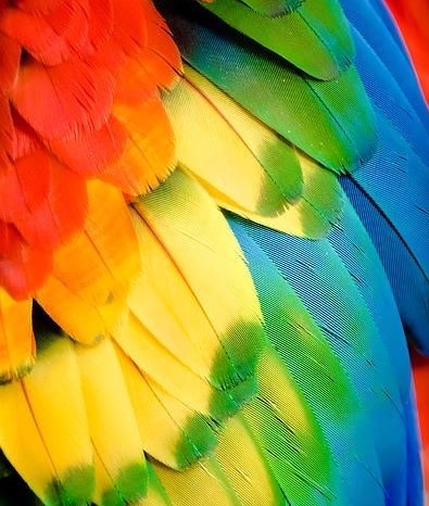 Macaw feathers