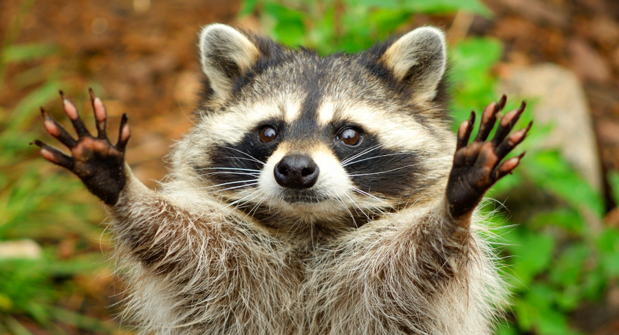 Image of Racoon