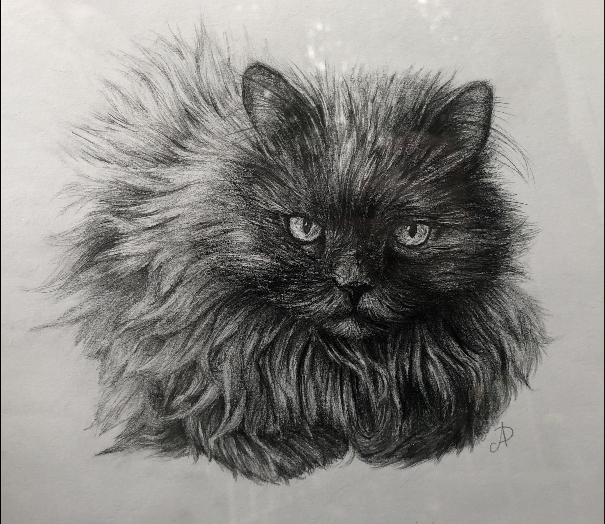 Drawing of the cat.