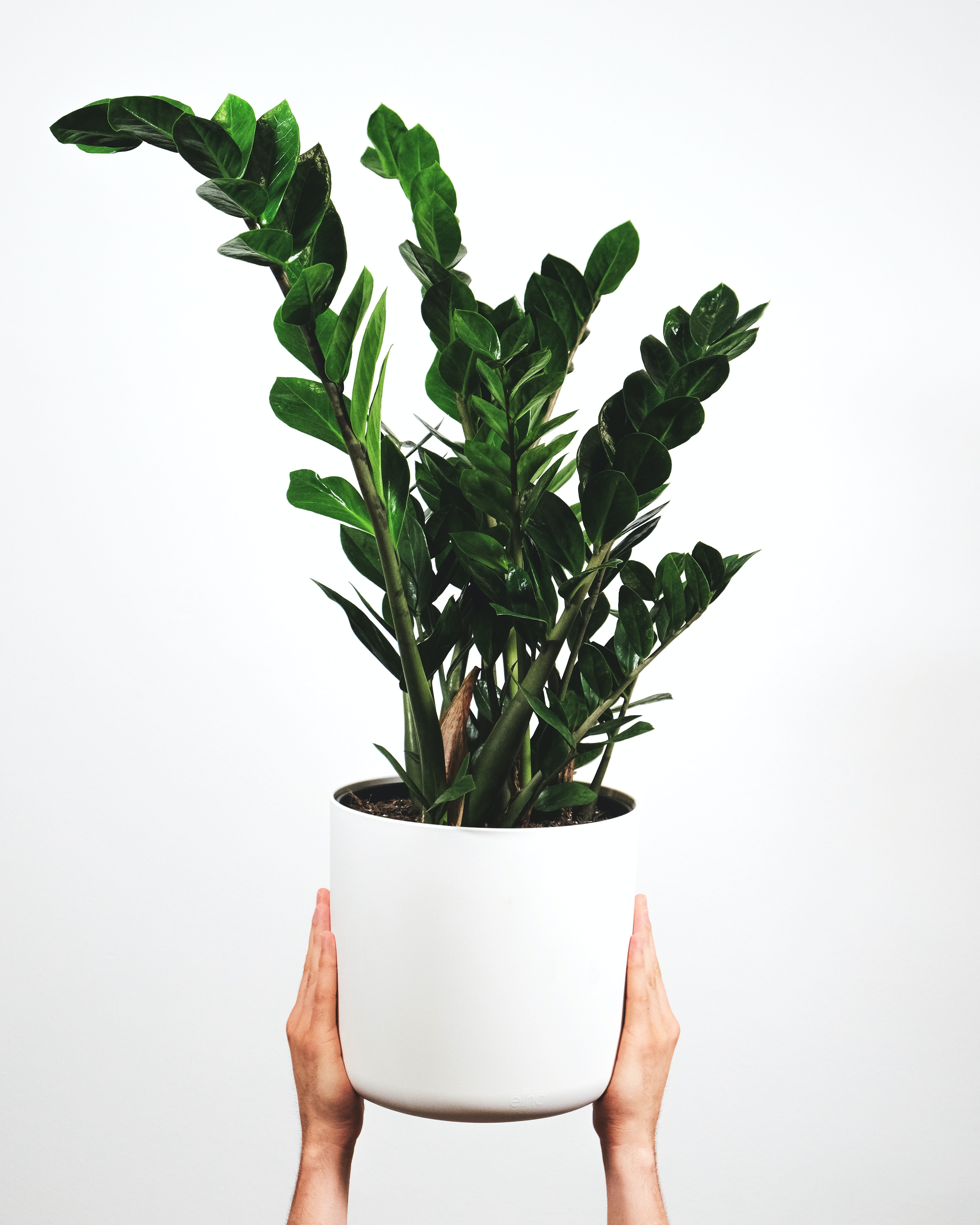 Zamioculcas