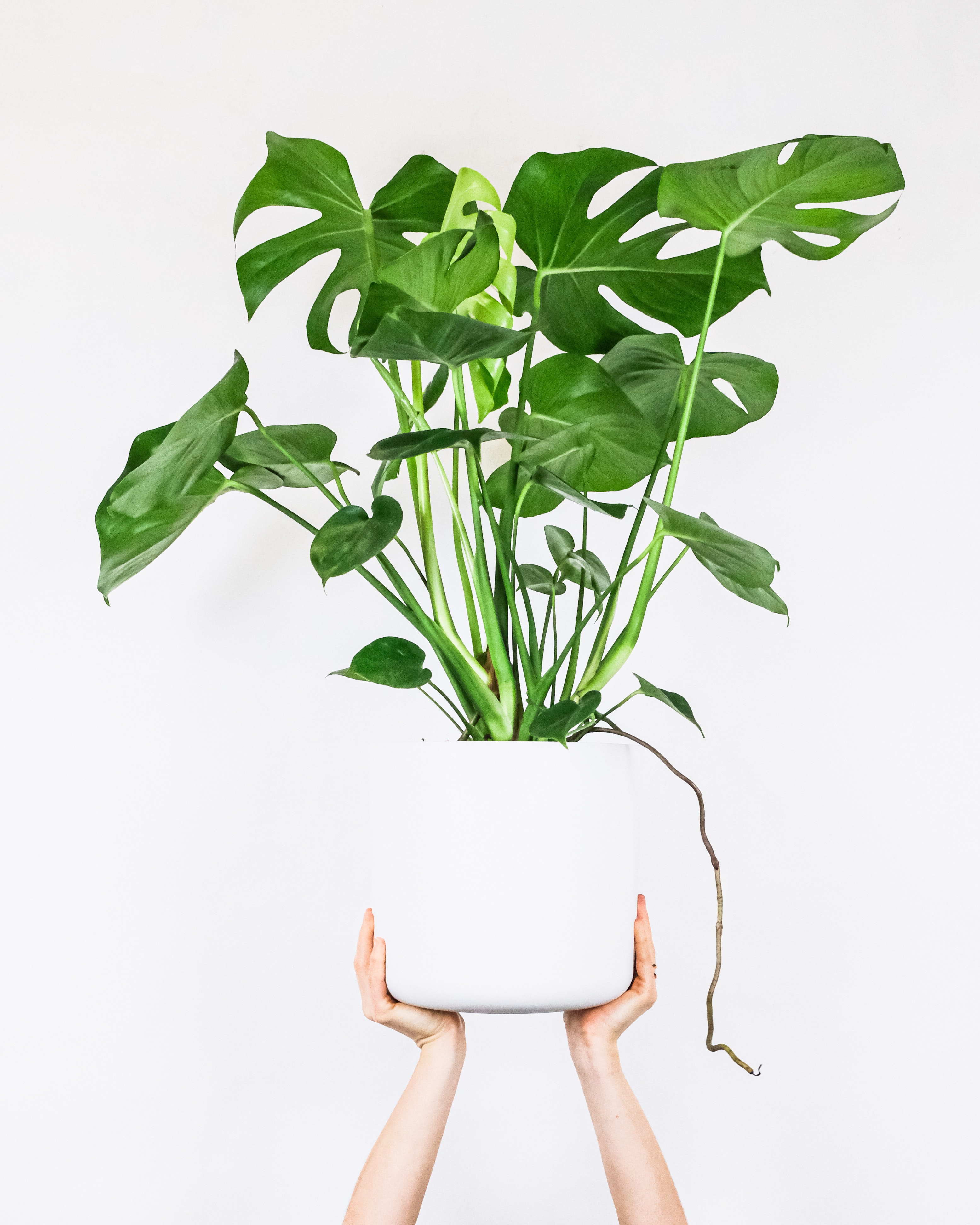 Monstera_deliciosa