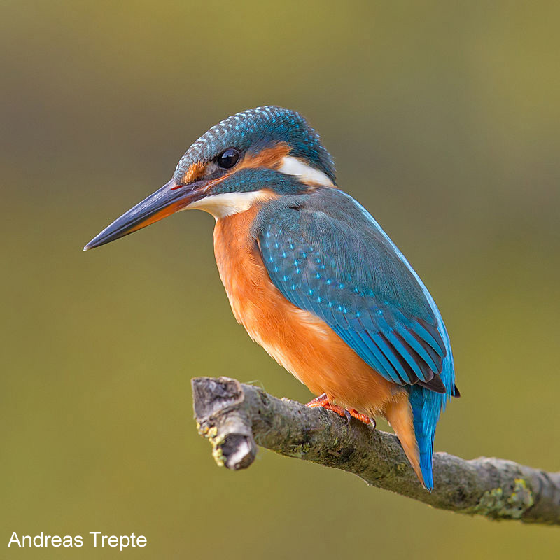 common_kingfisher