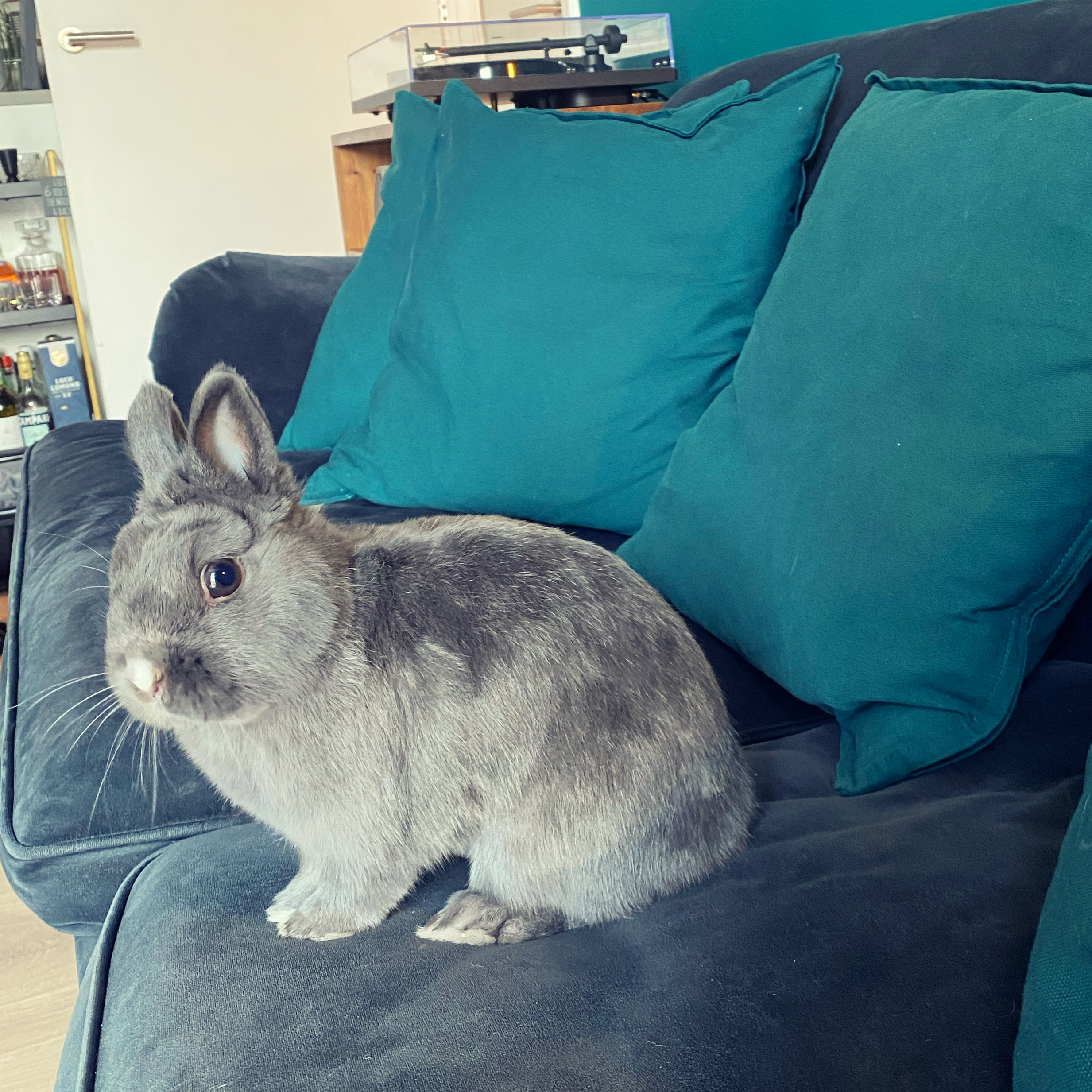 Netherland Dwarf Rabbit