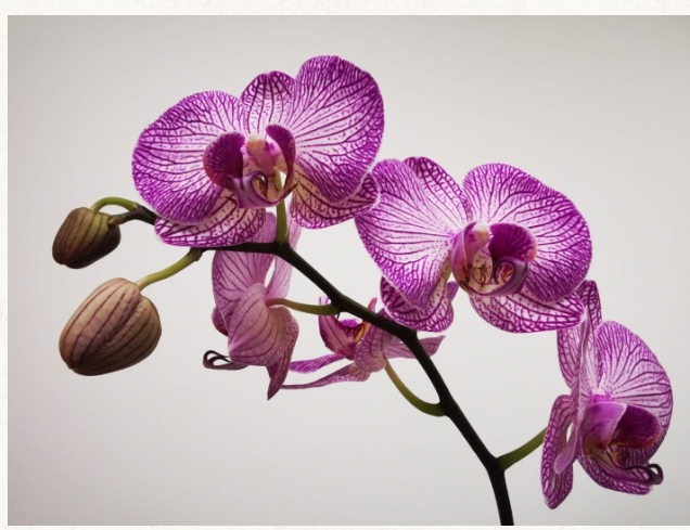 Purple Orchid