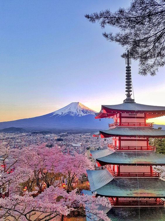 Japan's pink trees with mount Fuji on the background
