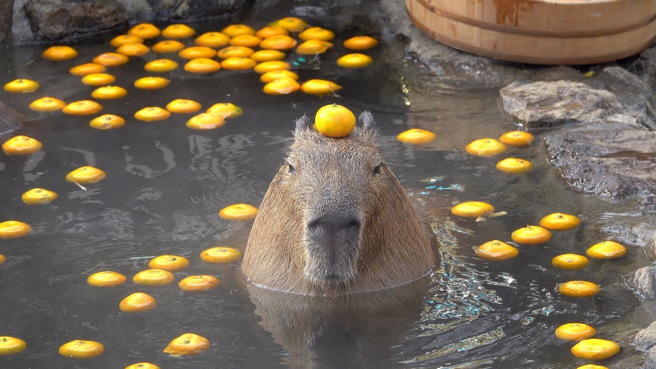 capybara