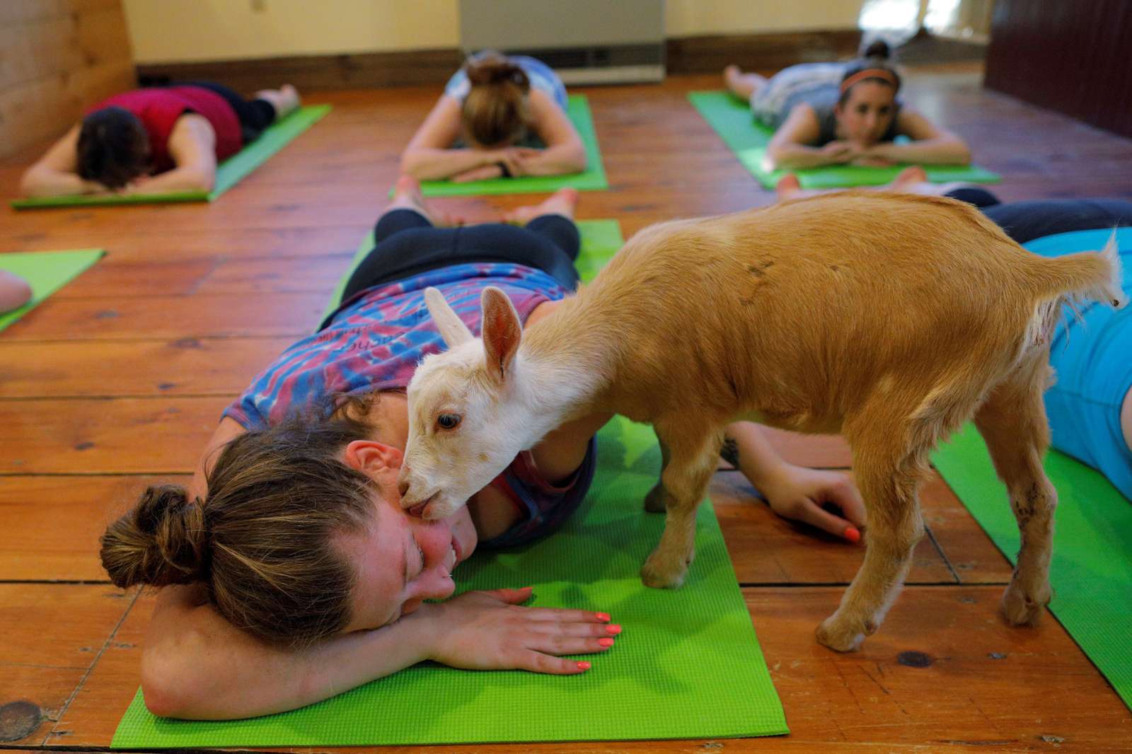 goat yoga