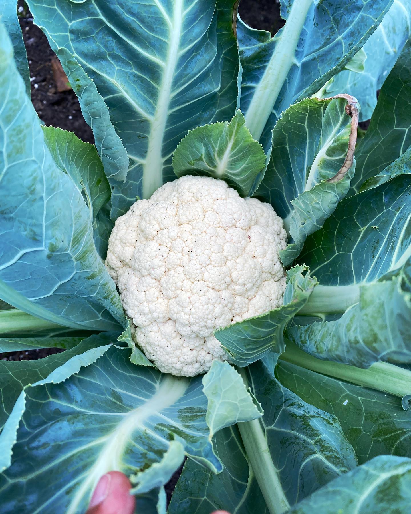 Cauliflower