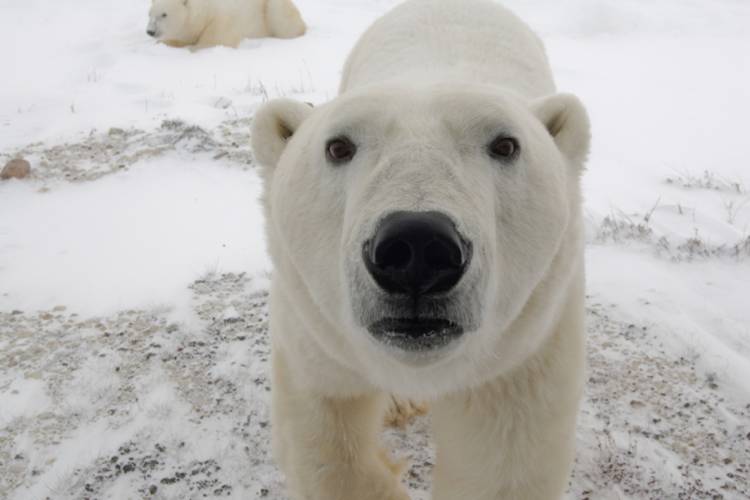 Polar Bear