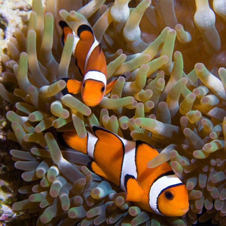 Clown Fish in Sea Anemone