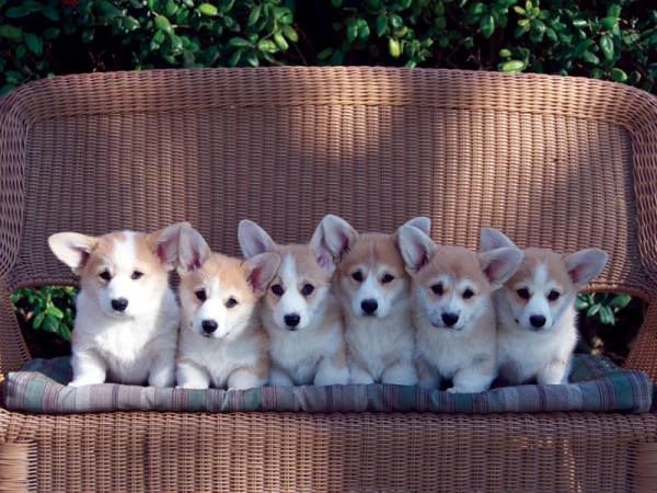 Corgi Puppies