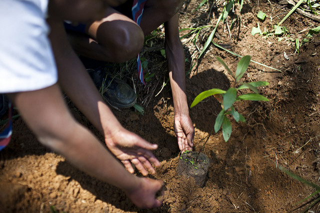 Children planting a tree