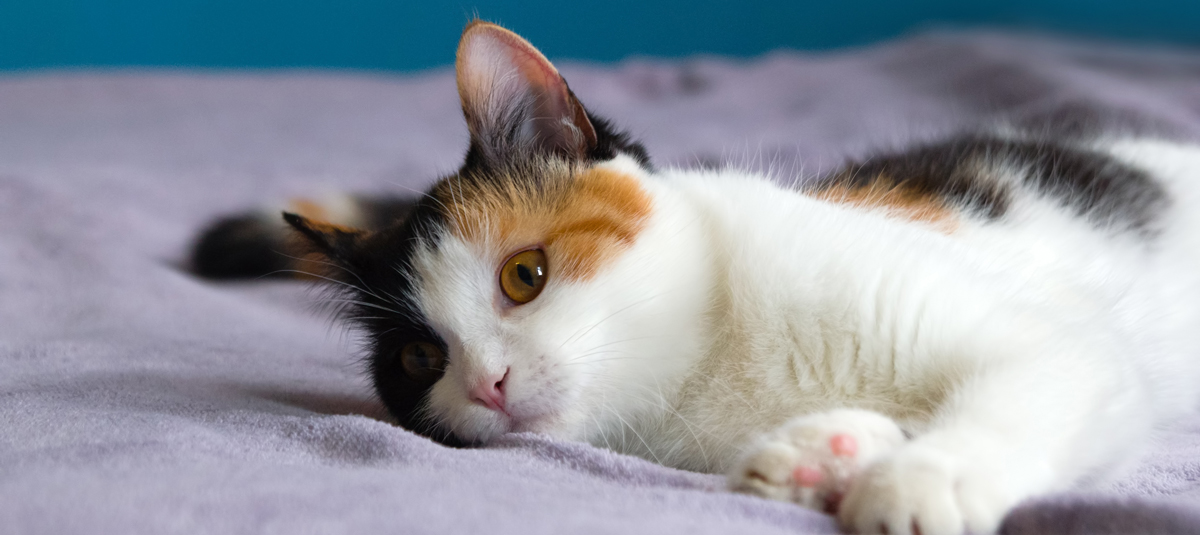 calico cats 