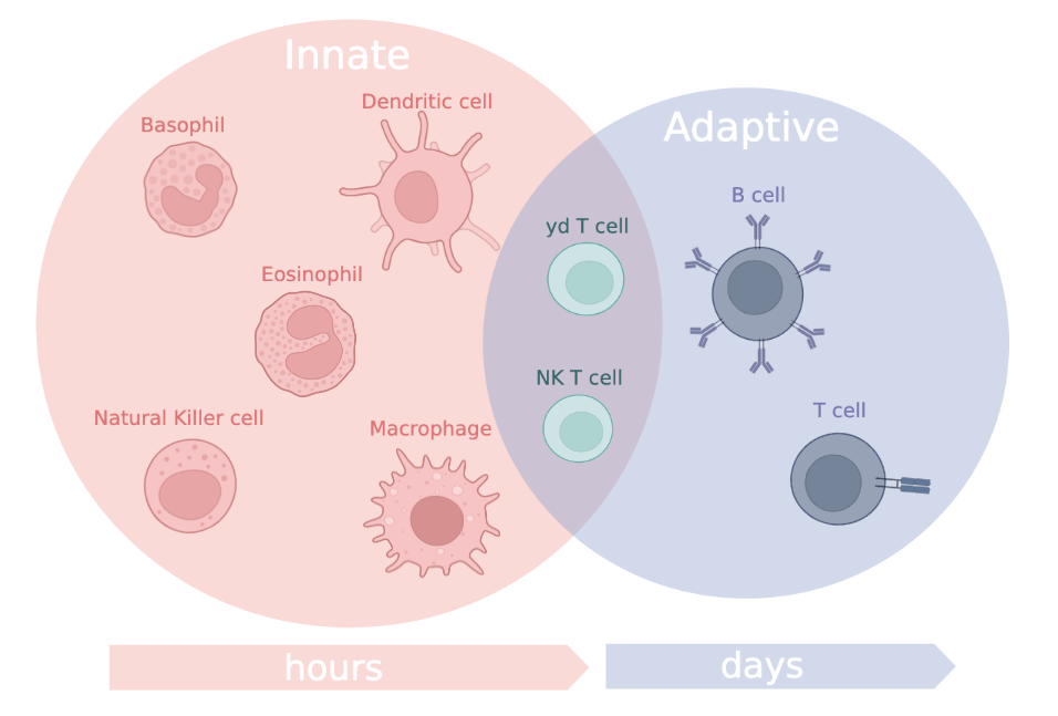 immunecells