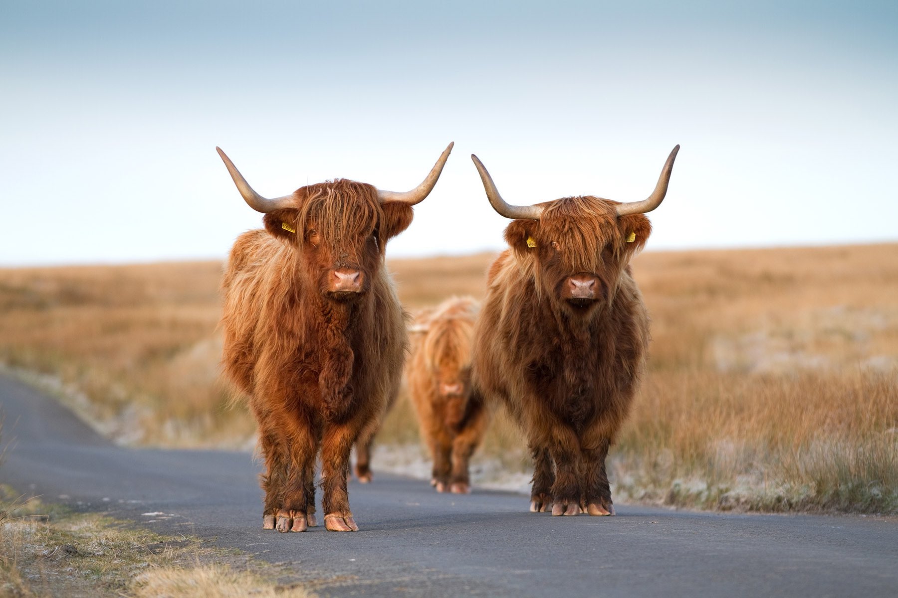 Highland cows